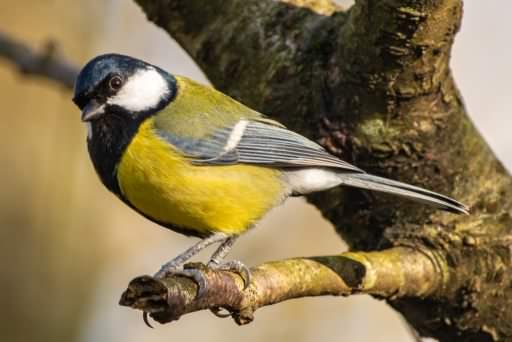 Great Tit - Parus major newtoni, click for a larger image, ©2020 Colin Varndell, used with permission