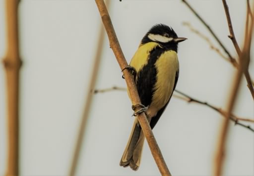 Great Tit - Parus major newtoni, click for a larger image, ©2020 Colin Varndell, used with permission