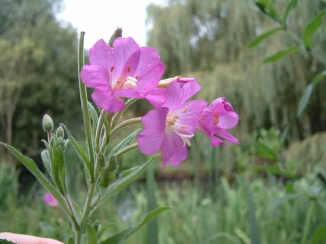 Great Willowherb - Epilobium hirsutum, click for a larger image