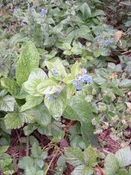 Green Alkanet - Pentaglottis sempervirens, click for a larger image