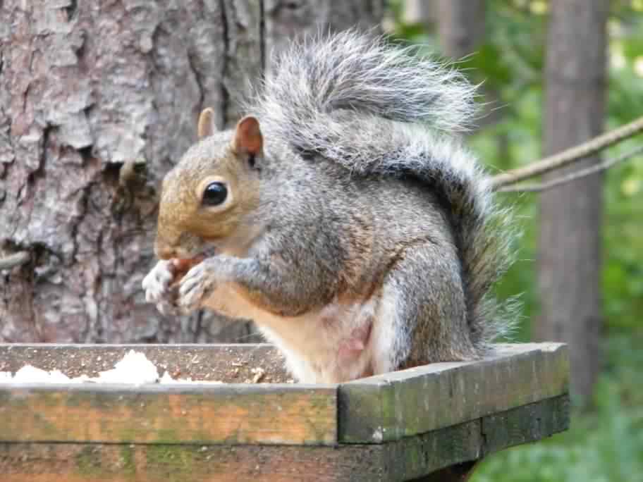 Grey Squirrel - Sciurus carolinensis, click for a larger image