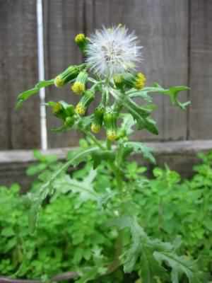 Groundsel - Senecio vulgaris ssp. vulgaris, click for a larger image, photo licensed for reuse CCASA3.0