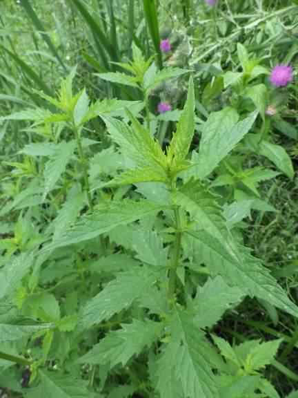 Gypsywort - Lycopus europaeus, click for a larger image