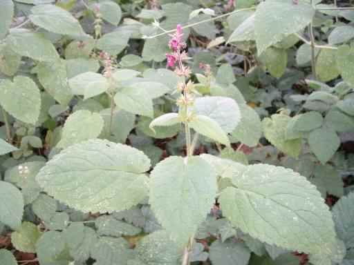 Hedge or Wood Woundwort - Stachys sylvatica, click for a larger image