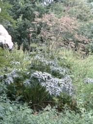 Hogweed - Heracleum sphondylium, click for a larger image