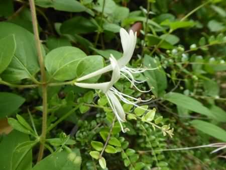 Wilson's Honeysuckle - Lonicera nitida, click for a larger image, licensed for reuse CCANC3.0