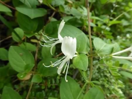 Wilson's Honeysuckle - Lonicera nitida, click for a larger image, licensed for reuse CCANC3.0