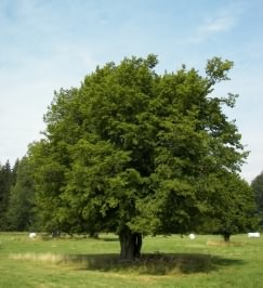 Hornbeam - Carpinus betulus, click for a larger image, photo licensed for reuse CCASA3.0