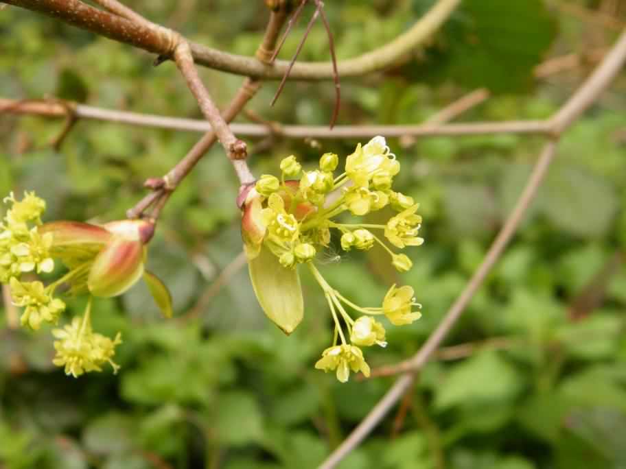 Horse Chestnut - Aesculus hippocastanum, click for a larger image