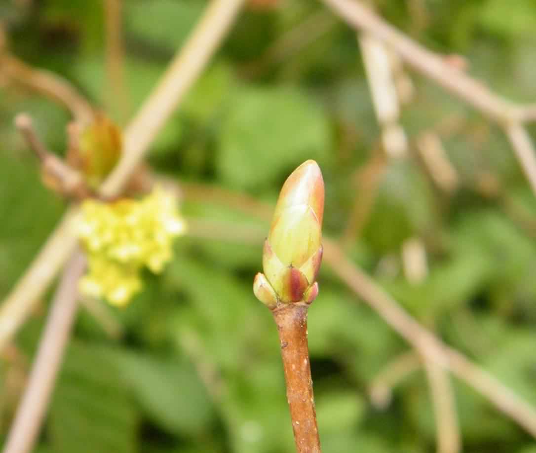 Horse Chestnut - Aesculus hippocastanum, click for a larger image