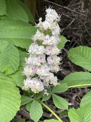 Horse Chestnut - Aesculus hippocastanum, click for a larger image