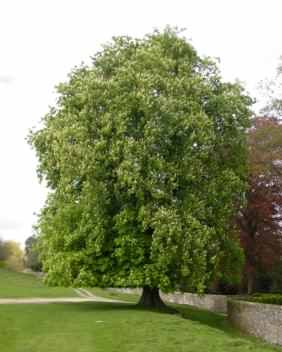 Horse Chestnut - Aesculus hippocastanum, click for a larger image