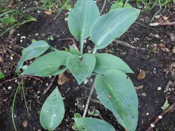 Hosta (Plantain lilies) - 'Blue Moon', click for a larger image