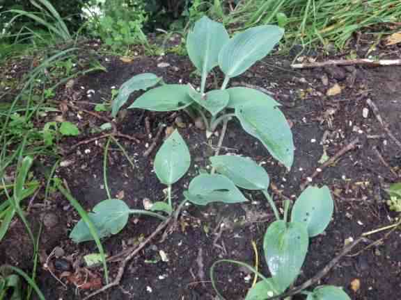 Hosta (Plantain lilies) - 'Blue Moon', click for a larger image