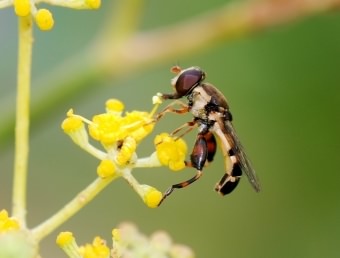 Hoverfly - Syritta pipiens, click for a larger image, photo licensed for reuse CCASA3.0