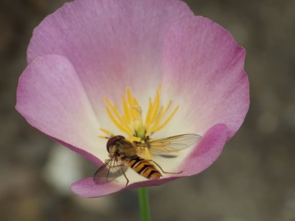 Marmalade Hoverfly - Episyrphus balteatus, click for a larger image