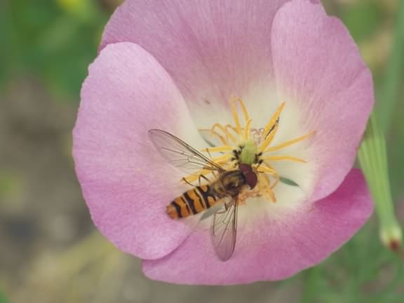 Marmalade Hoverfly - Episyrphus balteatus, click for a larger image, licensed for reuse CCBYSA3.0