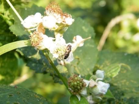 Hoverfly - Syritta pipiens, click for a larger image