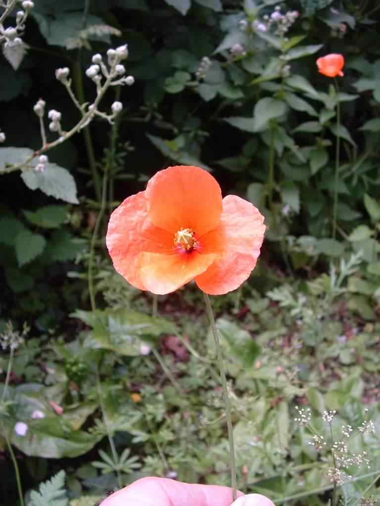 Icelandic Poppy - Papaver nudicaule, click for a larger image