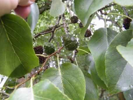 Italian Alder - Alnus cordata species information page