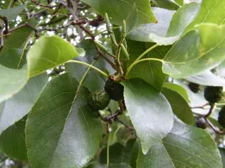 Italian Alder - Alnus cordata, click for a larger image