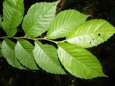 Japanese Elm - Ulmus davidiana var. japonica, species information page