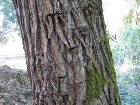 Japanese Elm - Ulmus davidiana var. japonica, click for a larger image