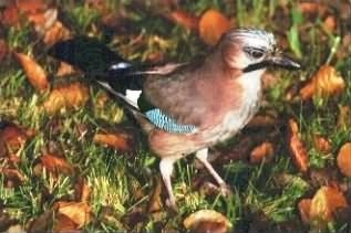 Jay - Garrulus glandarius