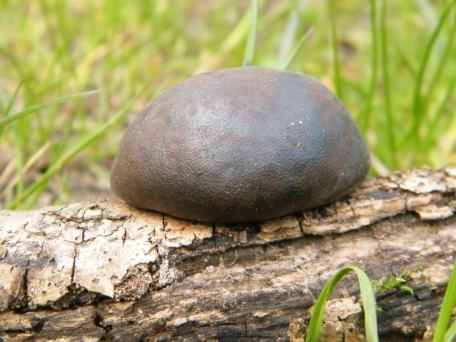 King Alfred's cakes - Daldinia concentrica, click for a larger image