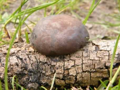 King Alfred's cakes - Daldinia concentrica species information page