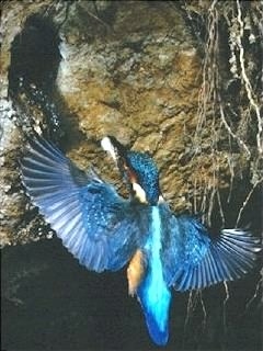 Kingfisher - Alcedo atthis