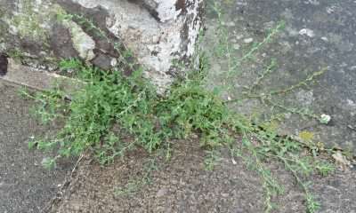 Common Knotgrass - Polygonum aviculare, click for a larger image, licensed for reuse CCASA3.0