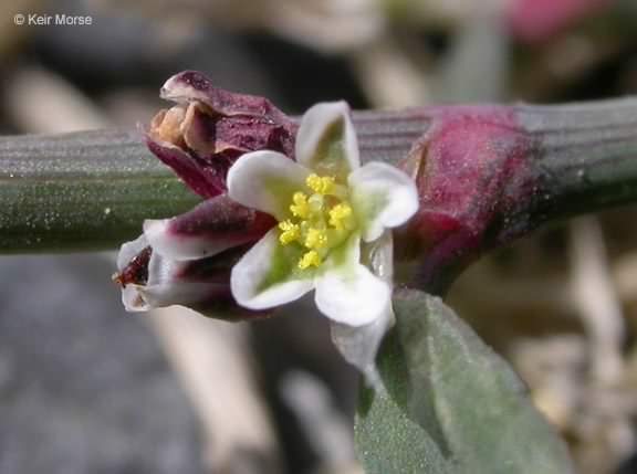 Common Knotgrass - Polygonum aviculare, species information page, photo licensed for reuse CCASA3.0