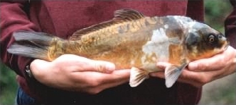 Koi Carp - Cyprinus spp., species information page