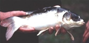 Koi Carp - Cyprinus spp