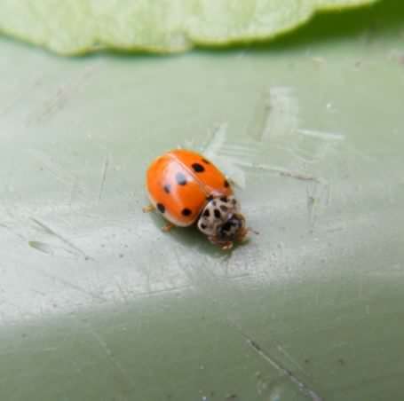 Ten Spot Ladybird - Adalia 10-punctata, click for a larger image