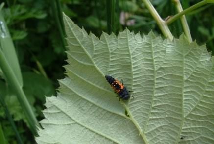 Harlequin Ladybird larva - H. axyridis succinea, click for a larger image