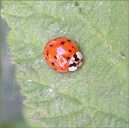 Harlequin Ladybird - Harmonia axyridis, species information page