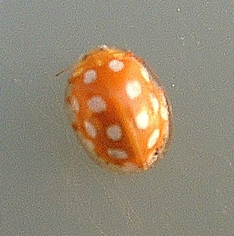 Orange or 16-spot Ladybird - Halyzia 16-guttata, species information page