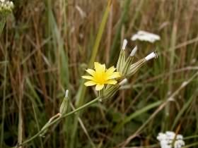 Nipplewort - Lapsana communis, click for a larger image, image is in the public domain, photo licensed for reuse