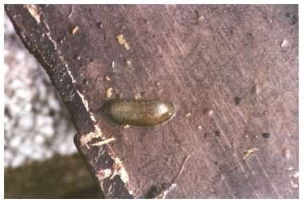 Duck Leech - Theromyzon tessulatum (Protoclepsis tasselata), click for a larger image