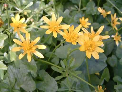 Lesser Celandine - Ficaria verna, click for a larger image