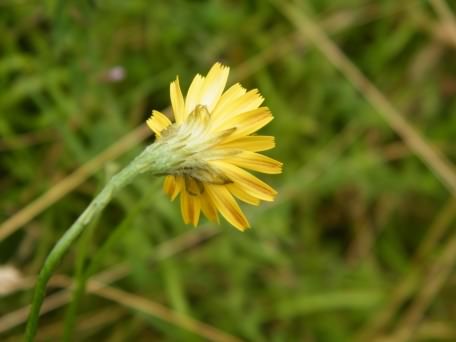 Lesser Hawkbit - Leontodon taraxacoides, click for a larger image