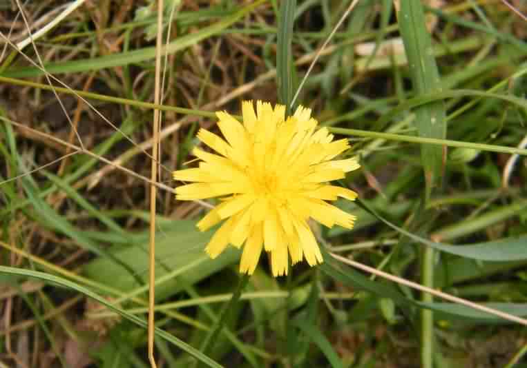 Lesser Hawkbit - Leontodon taraxacoides, click for a larger image