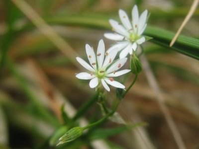 Lesser Stitchwort - Stellaria graminea, species information page CCASA3.0