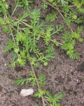 Lesser Swine-cress - Lepidium didymum, click for a larger image, photo licensed for reuse CCASA3.0