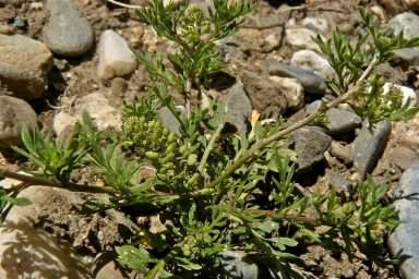 Lesser Swine-cress - Lepidium didymum, click for a larger image, licensed for reuse CCBY3.0