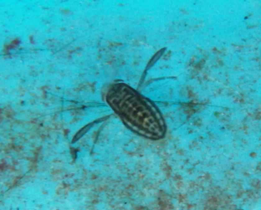 Lesser Water Boatman larvae - Corixa punctata, click for a larger image