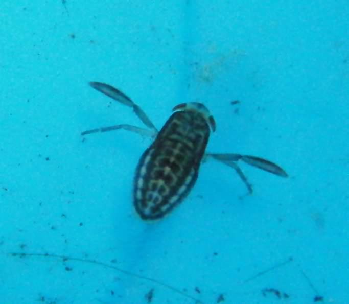 Lesser Water Boatman - Corixa punctata, species information page