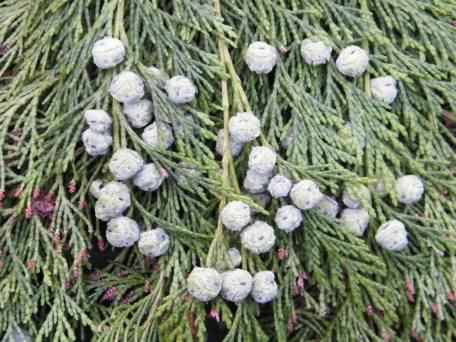 Leyland Cypress - Cupressocyparis x leylandii, click for a larger image